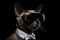 Tonkinese In Suit And Virtual Reality On Black Background