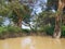 Tonle Sap flooded forest