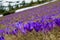 Tons of giant crocus in a field of Carpathian Mountains, Ukraine