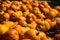 Tons of Pumpkins at Halloween Pumpkin Patch in Round Rock , Texas