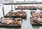 Tons of Sea Lions hanging out and sun bathing on floating piers in the San Francisco Harbor