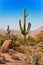 Tonto National Forest cactus