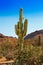 Tonto National Forest saguaro