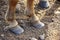 Too long hooves at an Icelandic horse.