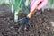 Tool Hoe In Hand In Glove Loosen Ground On Vegetable Garden Close Up