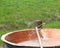 tool to mix the rennet milk in the copper cauldron to produce th