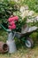 Tools for caring for the garden, and for planting hydrangeas