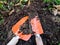 Tools for gardening, orange shovels