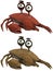 Toon Crab
