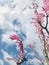 Toona sinensis `Flamingo` bright pink leaves with blue sky background.