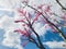 Toona sinensis `Flamingo` pink leaves branch with sky background.