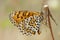 Toortsparelmoervlinder, Lesser Spotted Fritillary