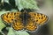 Toortsparelmoervlinder, Lesser Spotted Fritillary