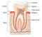 Tooth anatomy