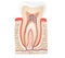 Tooth anatomy