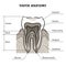 Tooth anatomy