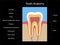 Tooth Anatomy Cross Section Medical Chart Black