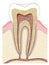 Tooth anatomy dental infographics