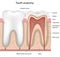 Tooth anatomy, eps8