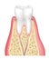 Tooth anatomy. Healthy teeth structure. Dental medical vector illustration