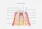 Tooth anatomy. Healthy teeth structure. Dental medical vector illustration