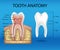 Tooth anatomy infographics. Realistic White Tooth Mockup. Dental health Concept. Medical banner or poster Vector