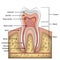 Tooth anatomy infographics. Realistic White Tooth Mockup. Oral Care health Concept. Medical banner or poster Vector