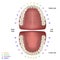 Tooth anatomy medical vector illustration on white background with numbers infographic fdi tooth sheme