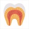 Tooth anatomy poster. Teeth structure scheme. Dental parts illustration. Dentist clinic educational brochure template. Enamel,