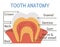 Tooth anatomy poster. Teeth structure scheme with inscriptions. Dental parts illustration. Dentist clinic educational brochure