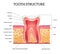 Tooth Anatomy Realistic Infographics