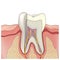Tooth anatomy. Vector illustration.