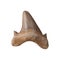 The tooth of ancient shark Megalodon on white, isolated