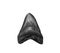 The tooth of ancient shark Megalodon on white, isolated