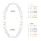 Tooth chart, human teeth