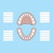 Tooth Chart Primary teeth Blank illustration vector on blue back