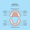 Tooth Chart Primary teeth illustration vector on blue background