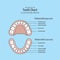 Tooth Chart Primary teeth illustration vector on blue background