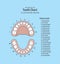 Tooth Chart Primary teeth with number illustration vector on blu