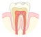 Tooth cross section