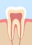 Tooth Cross Section Anatomy Medical Illustration