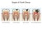 Tooth decay caries stages diagram medical science