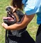 Tooth examination of a Rottweiler dog