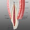 Tooth and periodontium anatomical structure. Sectional human central incisor showing the structures of the tooth ans periodontium