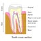 Tooth section