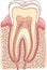Tooth Section Medical Illustration