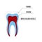 Tooth structure Anatomy with all parts including enamel dentin pulp cavity root canal blood supply for medical science education