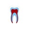 Tooth structure Anatomy with all parts including enamel dentin pulp cavity root canal blood supply for medical science education