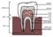 Tooth stucture