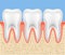 Tooth vector dental anatomy. Human tooth bone healthy illustration isolated